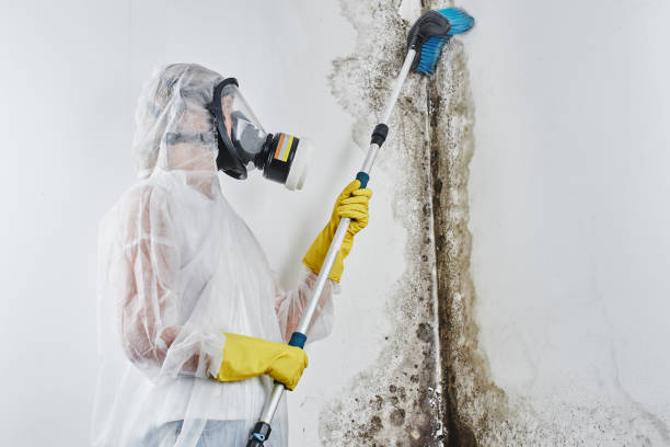 Best Office Mold Removal Services  in New Sarpy, LA