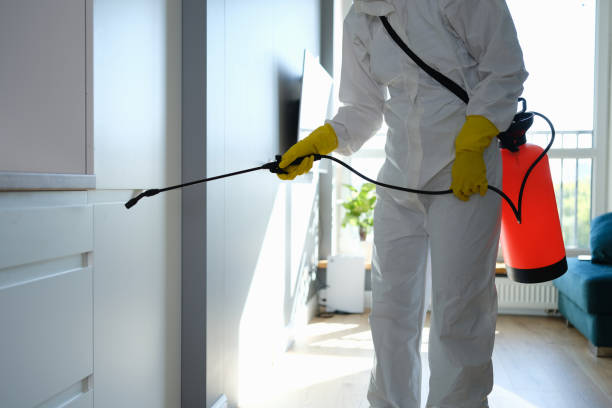 Best Home Mold Removal  in New Sarpy, LA
