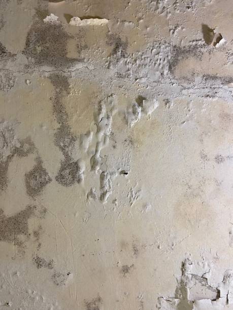 Best Mold Testing  in New Sarpy, LA