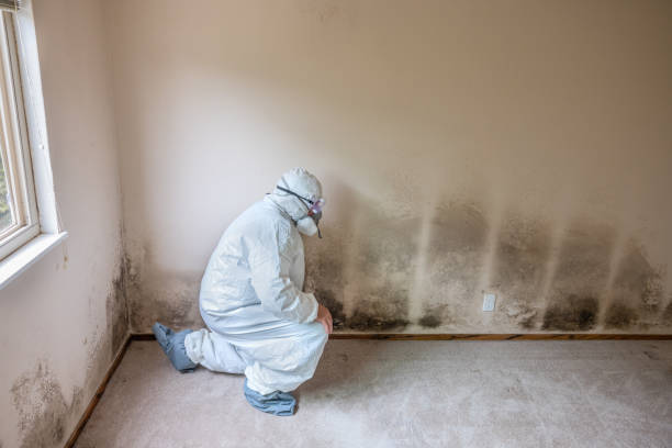Best Black Mold Removal  in New Sarpy, LA