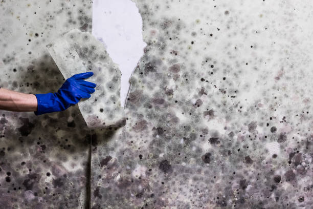 Crawl Space Mold Removal in New Sarpy, LA
