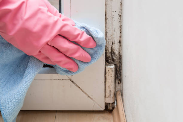Best Mold Testing  in New Sarpy, LA
