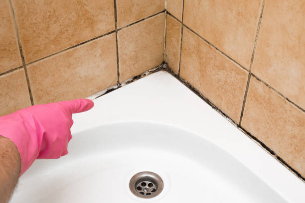 Best Mold Cleaning Services  in New Sarpy, LA